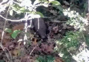 Vetralla - L'ordigno segnalato a Viterbo Civica
