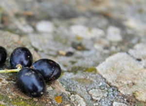 “Olio e produzione olearia nella Roma Antica”