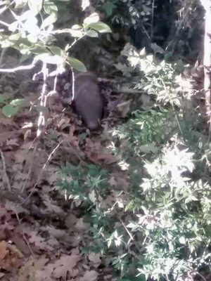 Vetralla - L'ordigno segnalato a Viterbo Civica