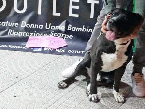 Viterbo - Trovato cane in via Madre Teresa di Calcutta