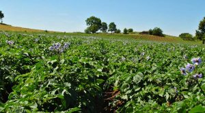 I terreni dell'azienda Perle della Tuscia