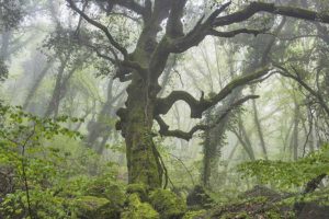 Acquapendente - Il bosco del Sasseto