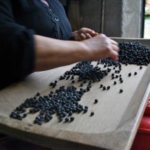 Perle della Tuscia - La selezione del cece nero
