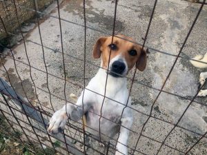 Tarquinia - Uno dei cani presenti al canile