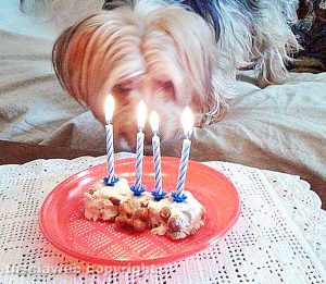 Il mio amico del cuore - Rudy compie 4 anni