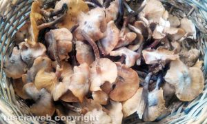 I funghi raccolti nelle campagne di Celleno