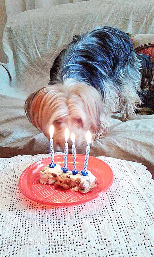 Il mio amico del cuore - Rudy compie 4 anni