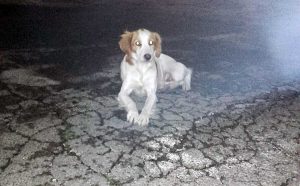 Cucciolo di Breton trovato a S. Angelo di Roccalvecce