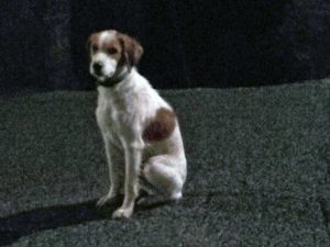 Cucciolo di Breton trovato a S. Angelo di Roccalvecce