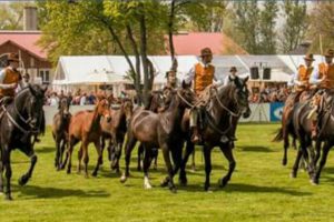 I Cavalieri maremmani
