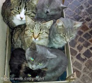Carbognano - Una scatola piena di gatti