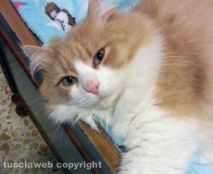 Viterbo - Il mio amico del cuore - Filippo