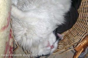 Il mio amico del cuore - Romeo