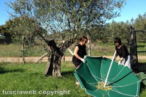 Marta - Un modo alternativo di raccogliere le olive
