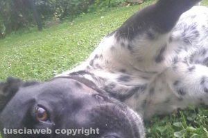 Vetralla - Poldino che si scatta un selfie