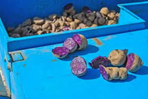 Perle della Tuscia - Le patete viola