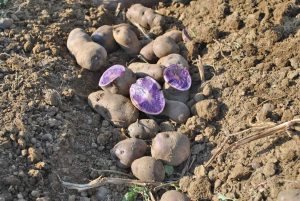 Perle della Tuscia - La raccolta delle patate "delizia blu"