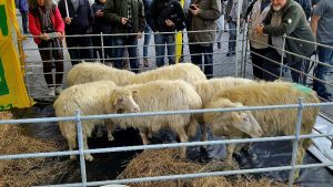 Coldiretti - la protesta al Foro di Traiano