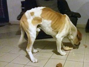 Il cagnolone trovato sulla strada Cassia Cimina