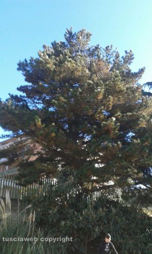 Viterbo - Scuola media Vanni - Un nido di processionaria sull'albero