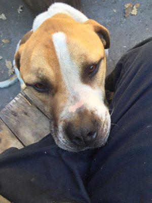 Il cagnolone trovato sulla strada Cassia Cimina
