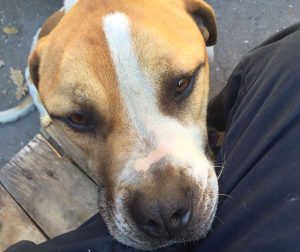 Il cagnolone trovato sulla strada Cassia Cimina