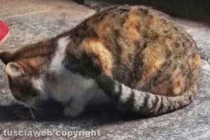 Viterbo - La gattina trovata