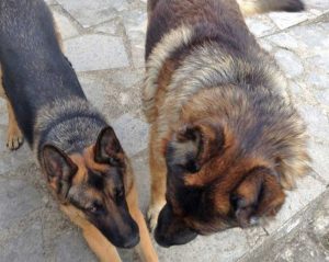 I due pastori tedeschi Tommy e Reina