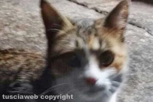 Viterbo - La gattina trovata