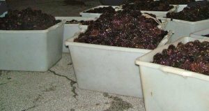 I ricci sequestrati
