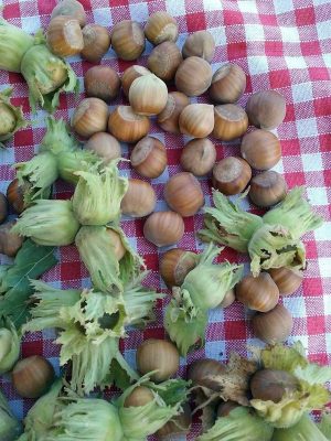 Nocciole