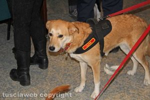 Gruppo cinofilo protezione civile Viterbo Tuscia
