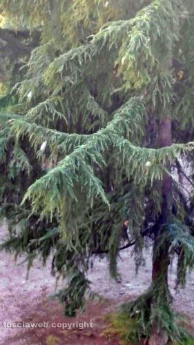 Viterbo - Nidi di processionarie sugli alberi in via G. Ricci