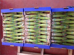 Gli asparagi di Canino