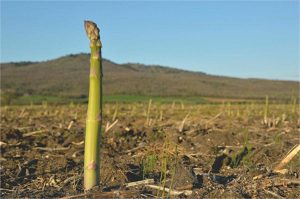 Gli asparagi di Canino