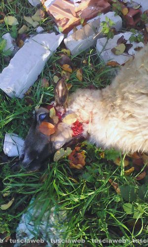 Viterbo - Pecora trovata morta in strada Bagni