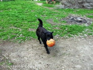 Tuscania - Il cane Blak gioca con la palla al rifugio Speranza