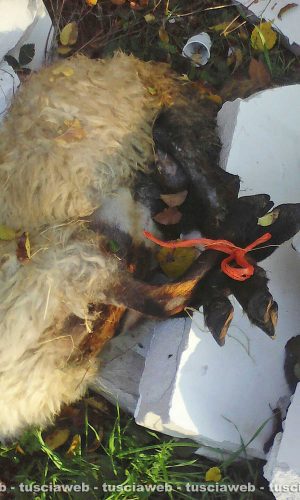 Viterbo - Pecora trovata morta in strada Bagni