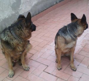 I due pastori tedeschi Tommy e Reina