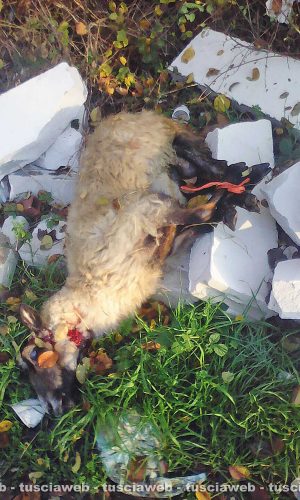 Viterbo - Pecora trovata morta in strada Bagni