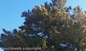 Viterbo - Scuola media Vanni - Un nido di processionaria sull'albero