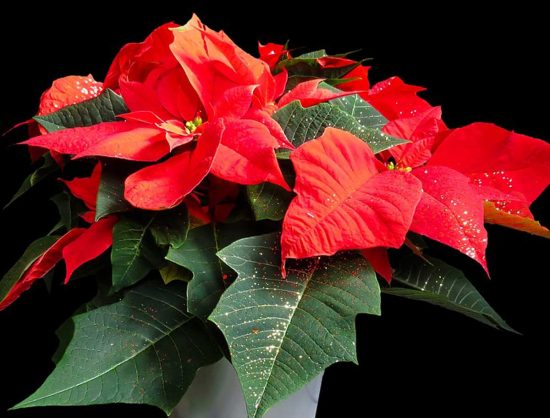 Una stella di Natale