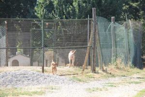 Il canile di Bagnaia