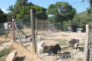 Il canile di Bagnaia