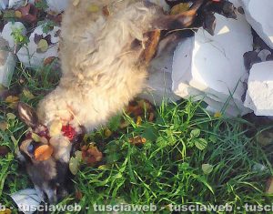 Viterbo - Pecora trovata morta in strada Bagni