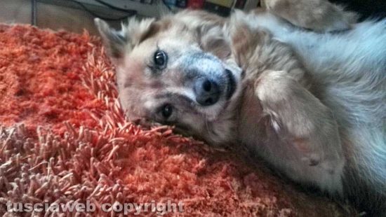 Viterbo - Il mio amico del cuore - Maggie dopo una lunga giornata di lavoro