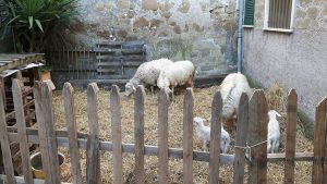 Ischia di Castro - I preparativi per il presepe vivente 