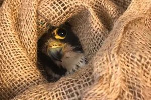 Viterbo - Trovato un falco ferito al Caffeina Christmas village