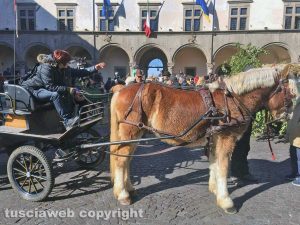Viterbo - La benedizione degli animali in piazza del Comune