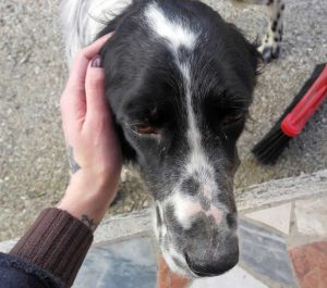 Trovato cane a Roccalvecce